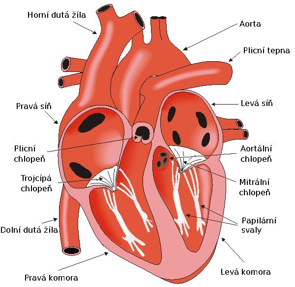 4 KAPITOLA 2. SRDCE Obrázek 2.2: Anatomie srdce a souvisejících cév [2]. Srdce je anatomicky i funkčně rozděleno na čtyři oddíly viz. obr. 2.2, jsou to [4]: pravá síň pravá komora levá síň levá komora Pravá síň ústí do pravé komory a levá síň ústí do levé komory.