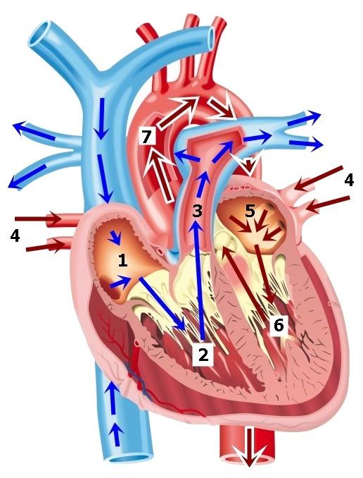 6 KAPITOLA 2. SRDCE Obrázek 2.3: Krevní oběh srdce.