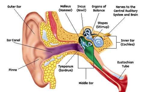 Anatomie