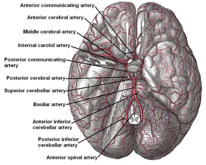 Cévní zásobení mozku 1 http://cs.wikipedia.