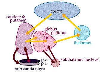 substantia nigra (pars compacta) a ztrátě vlivu dopaminu na striatum - příčiny degenerativní, vaskulární, traumatické, záněty, nádory.