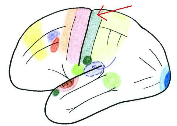 Poruchy somatosenzitivního čití Receptory v kůži (extero) a proprioreceptory periferní nervy míšní dráhy (zadní (mechanocepce) a postranní (teplo a bolest)) mozek (přepojování v jádrech zadních