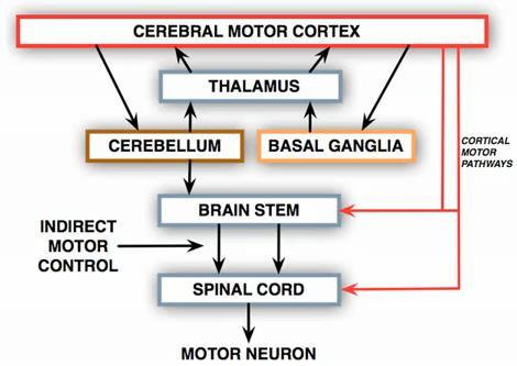 nervosvalového přenosu Poruchy motorických nervů (=periferní obrna) Poruchy sestupných