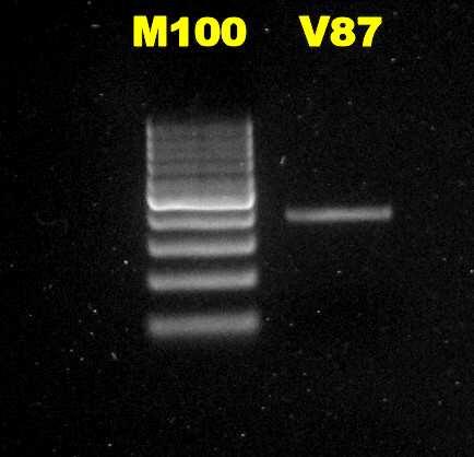 Obr. 5 Výsledný produkt amplifikace fragmentu prasečího genu MYF6 V87 amplifikovaný PCR produkt M10