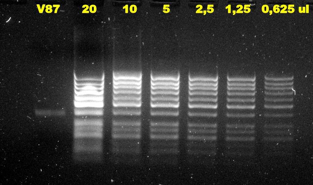 množství ředěného hmotnostního markeru Gene Ruler łm 50 bp DNA Ladder (MBI Fermentas): 1031, 900, 800, 700, 600, 500, 400, 300, 250, 200, 150, 100, 50 bp Obr.