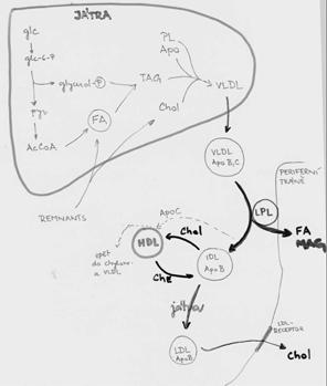 Apoproteiny (AP) ApoA syntetizovány v játrech a ve střevě (primárně v chylomikronech, rychlý transport do HDL) ApoB ApoB100 hlavně LDL