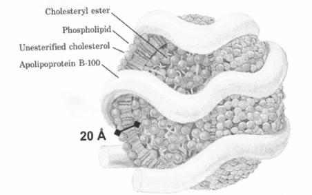 LDL LDL biosyntetická dráha cholesterolu (hlavně játra a střevo ~ 90%)