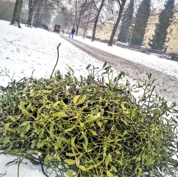 V rámci těchto ošetření se odstraňuje také jmelí, uvedla Halina Lisztwan z odboru životního prostředí a zemědělství třineckého městského úřadu.