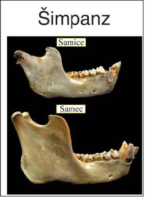 hominidů s výjimkou AMČ se