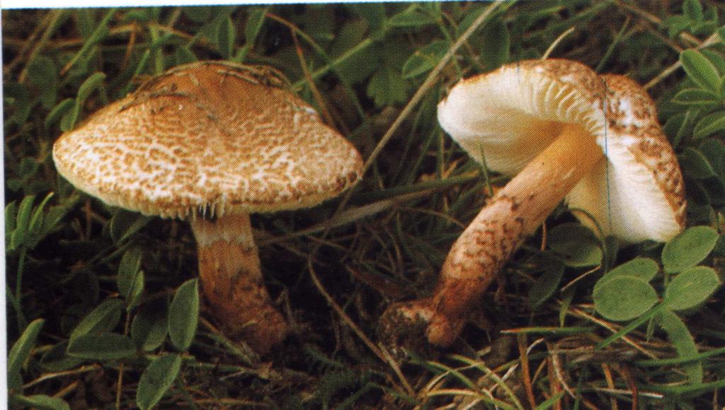 hnědočervenavá - Lepiota