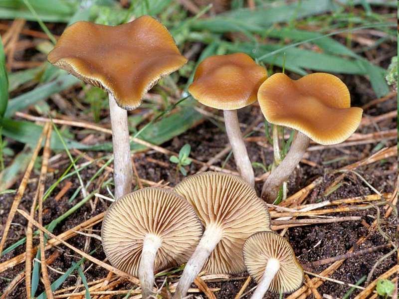 Psilocybe cyanescens l.