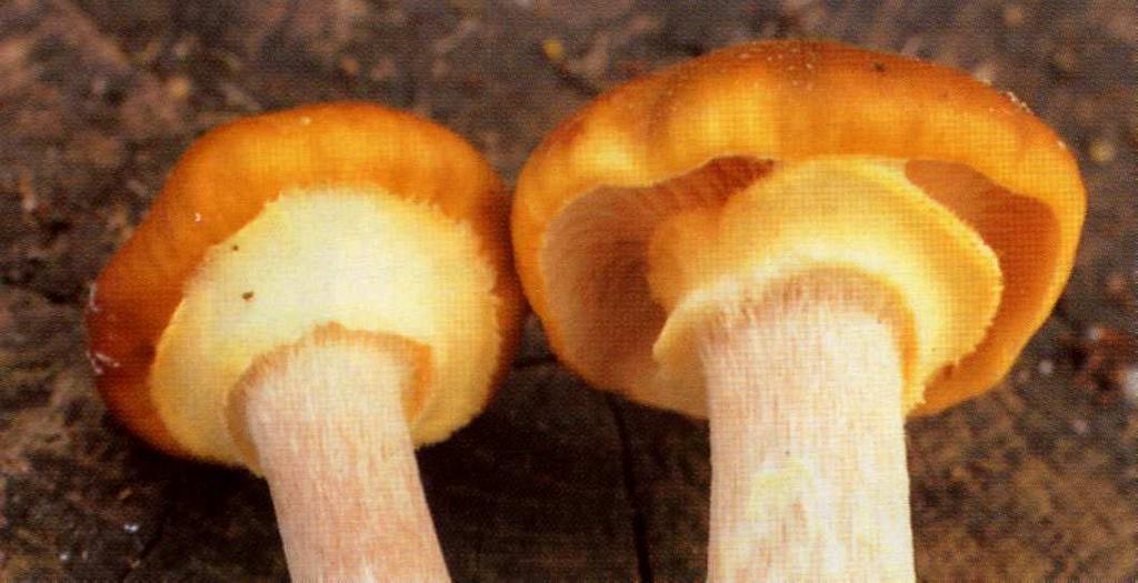 Armillaria