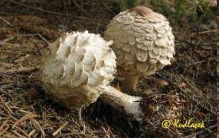 Macrolepiota