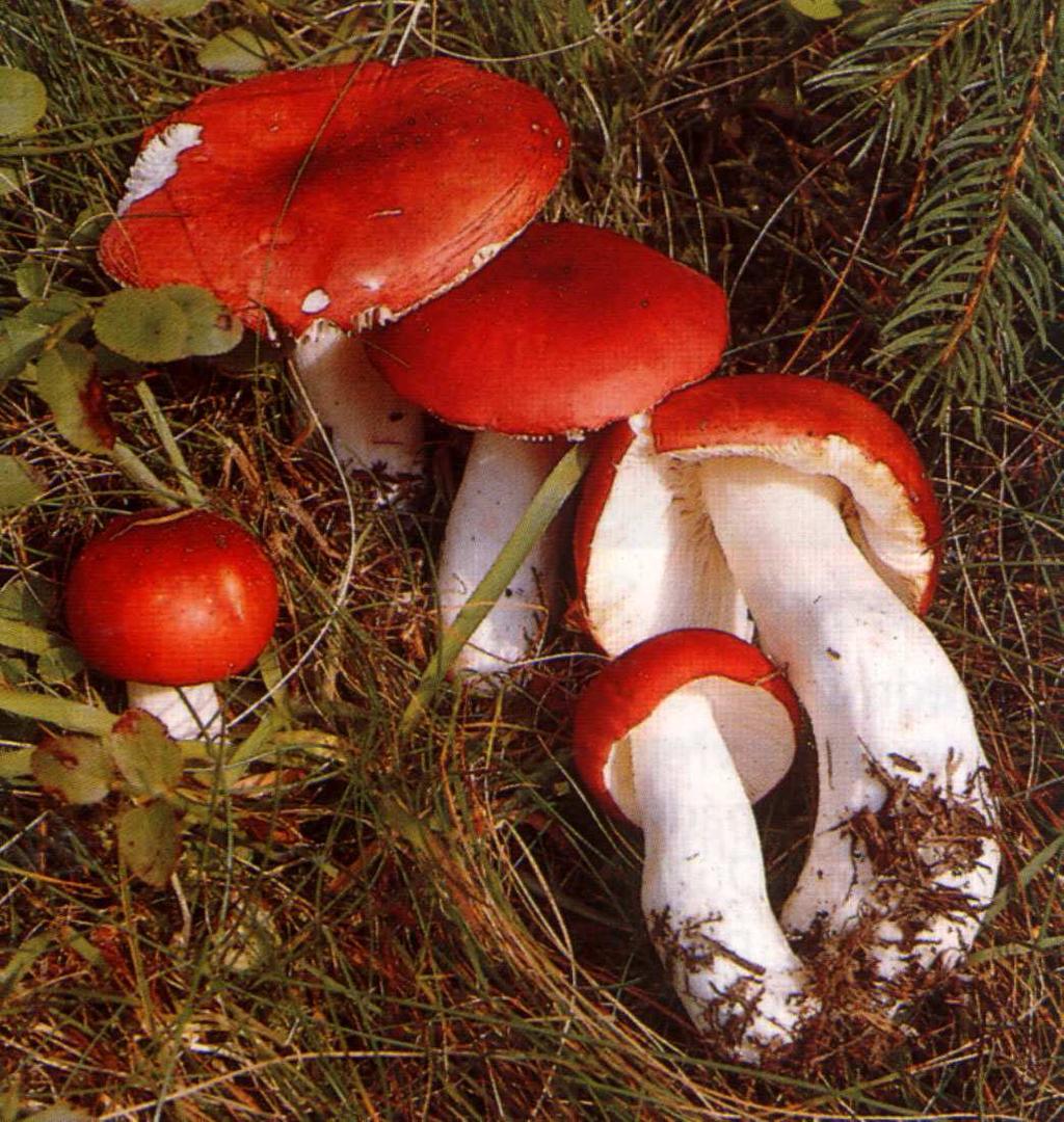 Russula