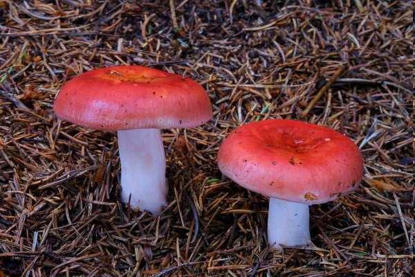 holubinka jahodová - Russula paludosa