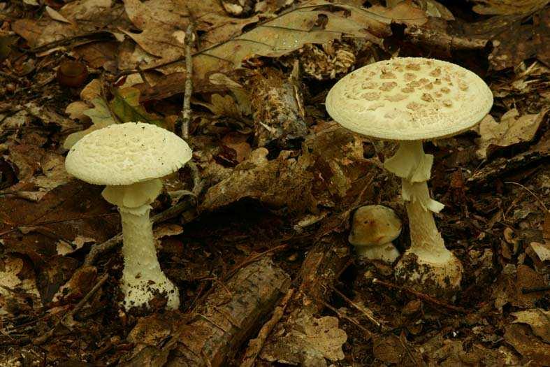 muchomůrka citrónová - Amanita