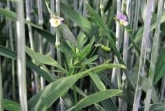 náhradních plodin Granstar 75 WG je rychle odbouráván v půdě hydrolýzou. Po jeho aplikaci a normální sklizni obilniny lze vysévat jakoukoliv následnou plodinu bez omezení.