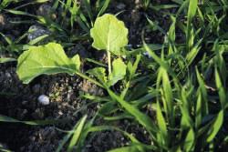 Granstar 75 WG Přednosti aplikace herbicidu Granstar 75 WG výborná účinnost na velmi široké spektrum dvouděložných plevelů, včetně máku vlčího, heřmánkovce, výdrolu řepky a slunečnice, hluchavek,