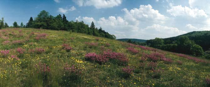 Výroční hodnotící zpráva programu HRDP ČR za rok 2008 s agroenvironmentálními závazky včetně dopadů realizace AEO na jednotlivé složky životního prostředí.