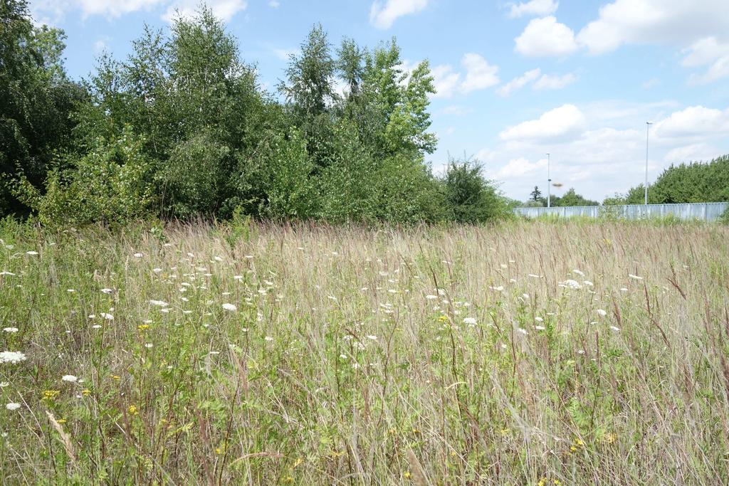 plochy přítomen nálet dřevin a zarůstající louka, však tato plocha neposkytuje vhodné podmínky pro trvalý výskyt sysla obecného.