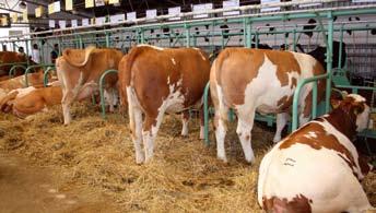 Od pátku do neděle se také konaly dožínky, které vloni z důvodu povodní a dalších problémů v agrárním Šampiónkou výstavy se stala plemenice na třetí laktaci Nejlepší jalovice z Roľnickeho a