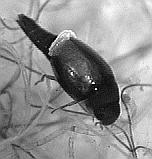 (2) MYXOPHAGA (3) HYDROSCAPHIDAE - malí,, eliptičtí - zkrácen cené krovky - křídla s třásnt sněmi - dýchají plastronem - larvy s pěti p stematy -