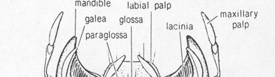 kousací (klasická sítuace): velké labrum, maxila s