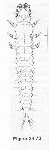 -larvy kampodeoidní s prominujícími extremitami - 6 členná noha (drabčíci 5 členná) - zpravidla s