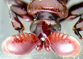 (3) ADEPHAGA - Geadephaga CICINDELINAE - bizarní larvy,