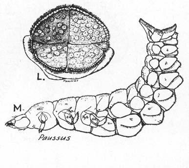 adaptací na život v marveništích a termitištích Biologie: