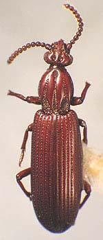 3) ADEPHAGA - Geadephaga RHYSODINAE - primitivní Adephaga x specializovaní Carabidae -