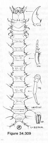 (4) POLYPHAGA (všežrav raví) STAPHYLINIFORMIA ([Histeroidea +