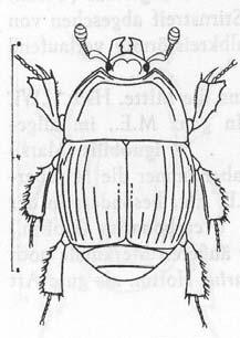 larvy i imaga predáto toři 3 čeledi (1) HISTERIDAE (mr( mršníkovití) -