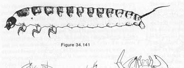 srostlé,, zakrnělé nebo chybí - larvy eruciformní s nepárovým