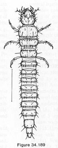 polymetabolie kampodeoidní instar 1 napadá pupárium cyclorrhaphních ch much, mění se v beznohou larvu