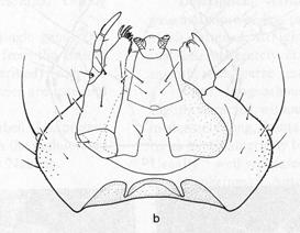 Micropeplus) Dasyceridae - dříve mezi Lathridiidae (Crowson) - zpravidla