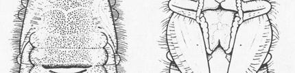 oligopodní (apodní), tvarově různorodá - stemata maximáln lně 6 - tykadla