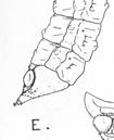 článků Biologie: larvy v trouchnivém m dřevd evě 4 rody, asi 20 druhů (Priacma, Cupes,