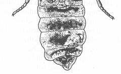formou, klade viviparně 4-20 caraboidních ch larev, žerou rodiče, měním se v cerambykoidní fytofágn