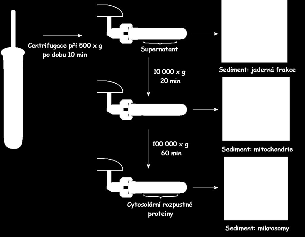 Centrifugace Diferenční centrifugace po homogenizaci.