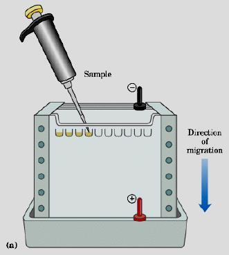 Uspořádání elektroforetické metody typy analytická