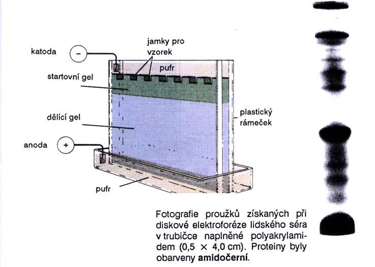 Uspořádání elektroforetické metody DISKONTINUÁLNÍ ELFO Zaostřující