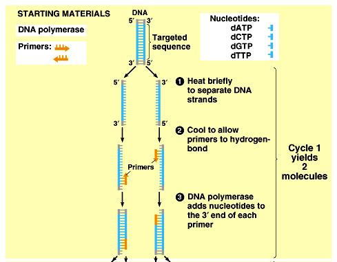 Polymerase chain reaction - PCR Třetí krok DNA-polymeráza může přidávat