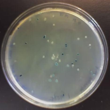 Transformace a selekce transformovaných buněk Bakterie, do kterých nebyl vnesen plasmid jsou také bezbarvé.