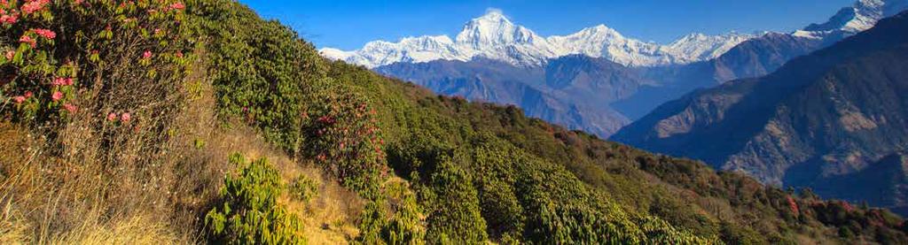 9 10 Himálajské ájurvédské čaje DALCHINI Dýchací cesty Ocimum sanctum příznivě působí na uvolnění dutin dýchacích cest Glycyrrhiza glabra pomáhá udržovat pohodlné dýchání Přispívá k optimální