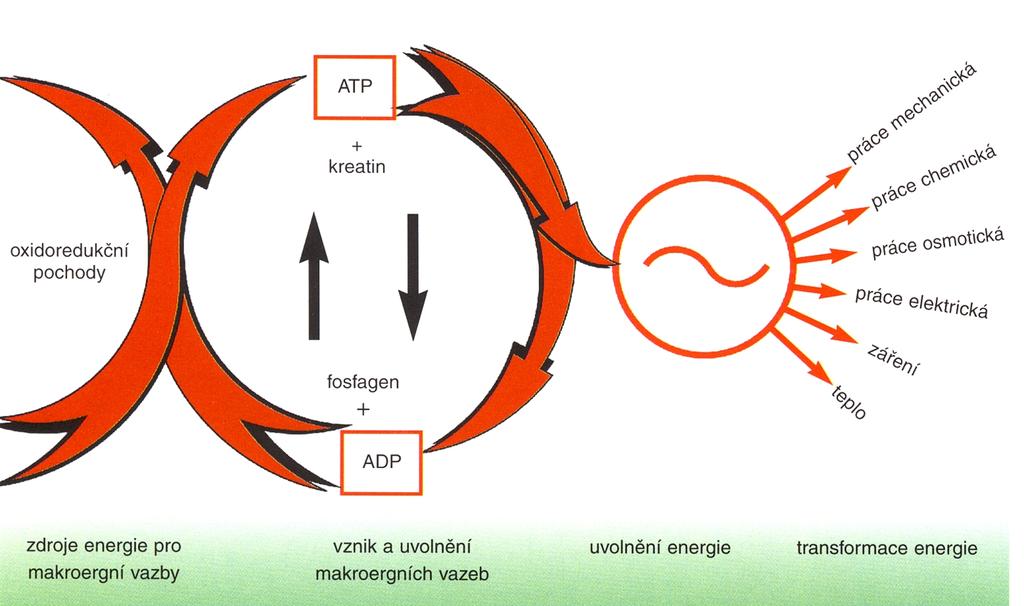 Obrázek č. 1 Dvoustupňový mechanismus uvolnění energie. (Zdroj: Trojan, S. a kol.: Atlas biologie člověka, Scientia, 2002).