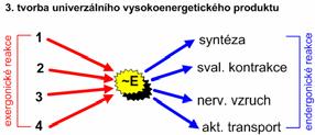 entropie systému entropie = míra neuspořádanosti systému 2 chemické reakce z hlediska změny volné energie: exergonické = reakce probíhá samovolně za uvolnění energie ( G záporné) = katabolická