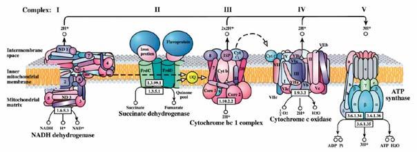 Intermediární metabolismus OUT IN NADH e - e - e - H +`H + NAD + Krebs Cycle Fe 2+ Q e - e - e - Cyt C e - e - Cyt C e - e - + H + + H + H H + + + H 2OH + H + O2 H + H H2 + O O2 O2 ADP ATP. OH OȮ -.