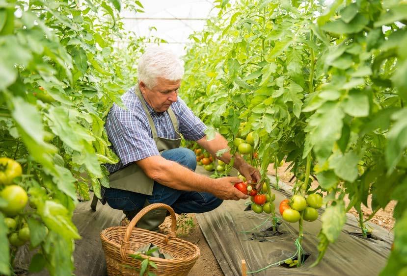 Skleníky a pařeniště Kvalitnější a pevnější pozinkovaná konstrukce