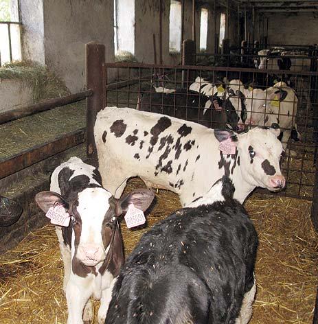 6 (Pokračování ze str. 5) Kolik litrů mléka denně nadojíte? Na jaře to bylo 1300 l mléka velmi dobré kvality, tropická vedra v létě ale přinesla prudký pokles - jen 500-600 l denně.